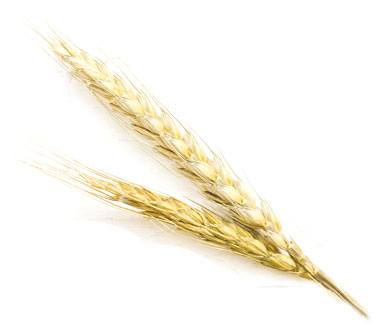 Corn