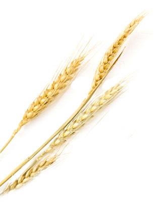 Corn